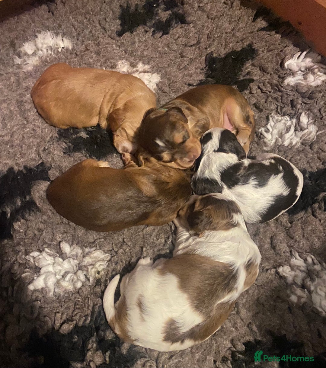 Cocker Spaniel dogs for sale: Beautiful health tested Cocker spaniel pups  - Advert 8