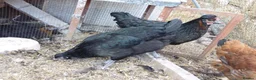 Chickens poultry for sale: LAYING AND POL GREEN BLUE EGGS in Romsey - Advert 2