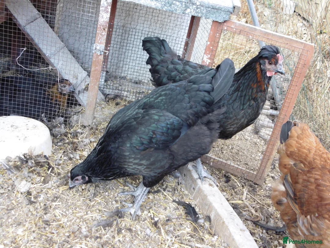 Chickens poultry for sale: LAYING AND POL GREEN BLUE EGGS in Romsey - Advert 2