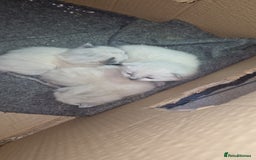 Ragdoll cats for sale: Beautiful pure breed ragdoll kittens  - Image 9