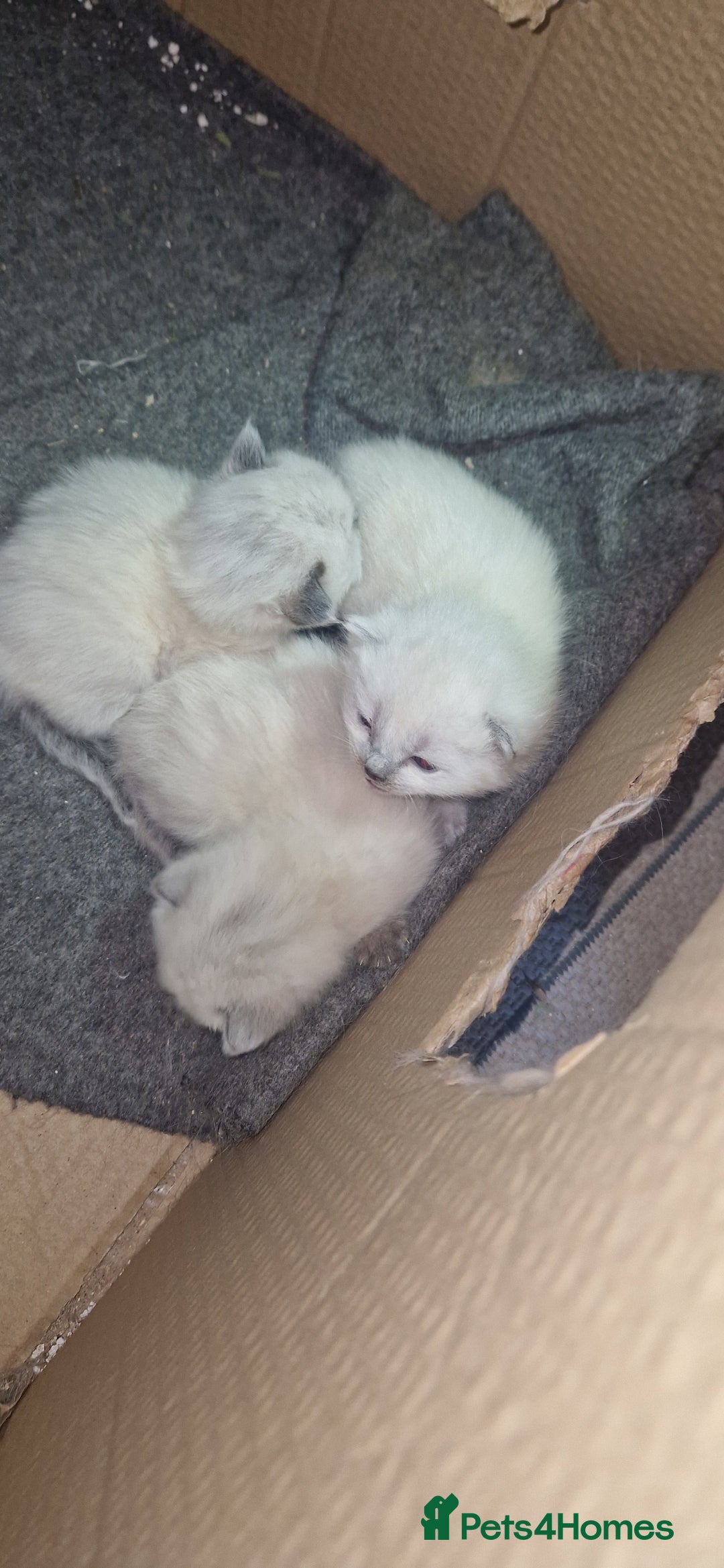 Ragdoll cats for sale: Beautiful pure breed ragdoll kittens  - Image 9