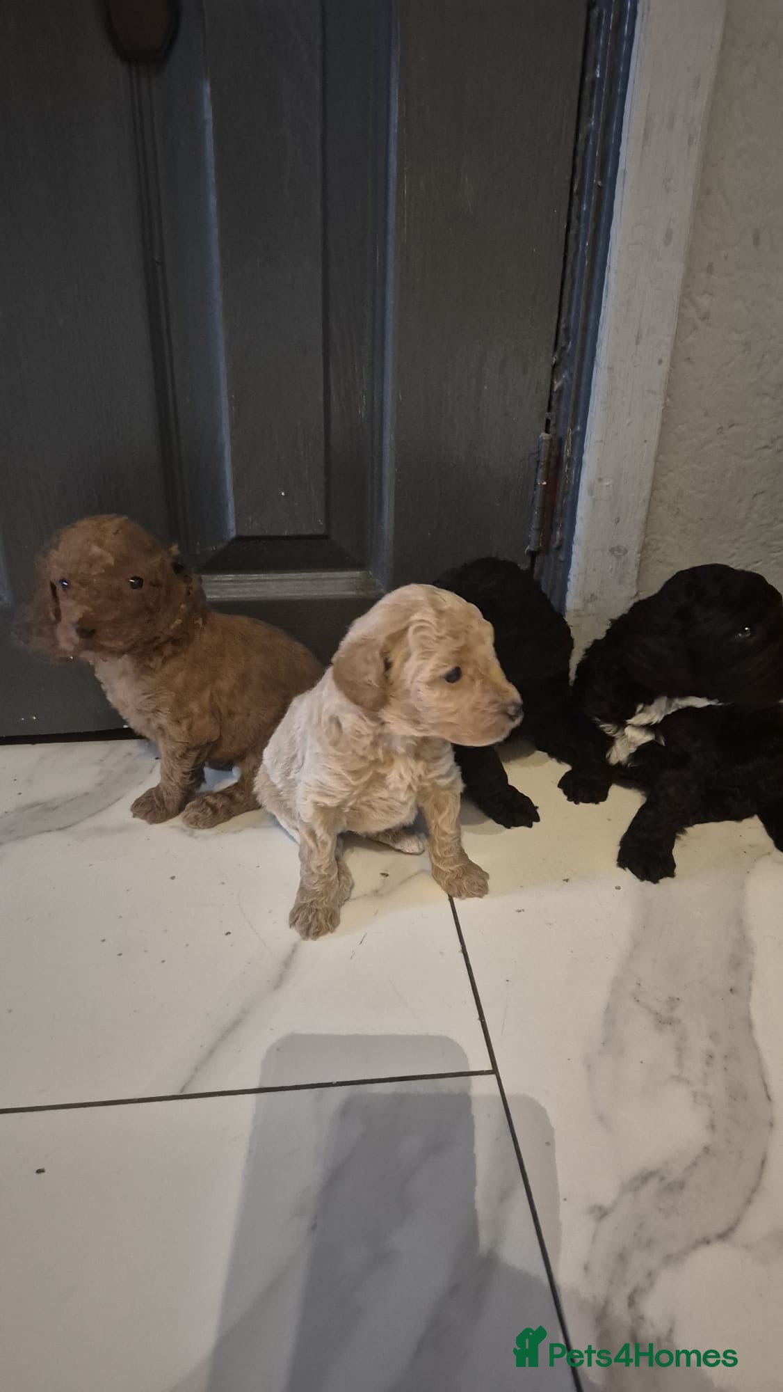 Cockapoo dogs Cockapoo Puppies - Advert 2