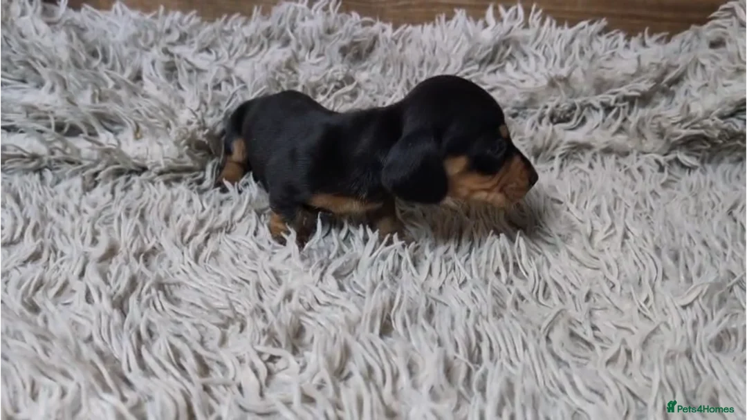 Miniature Dachshund dogs for sale: Mini Dachshund Puppies KC Ready start of March 🐾 - Advert 14