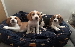 Beagle dogs for sale: 2 stunning Beagle Puppies, ready now in Sidcup - Image 11