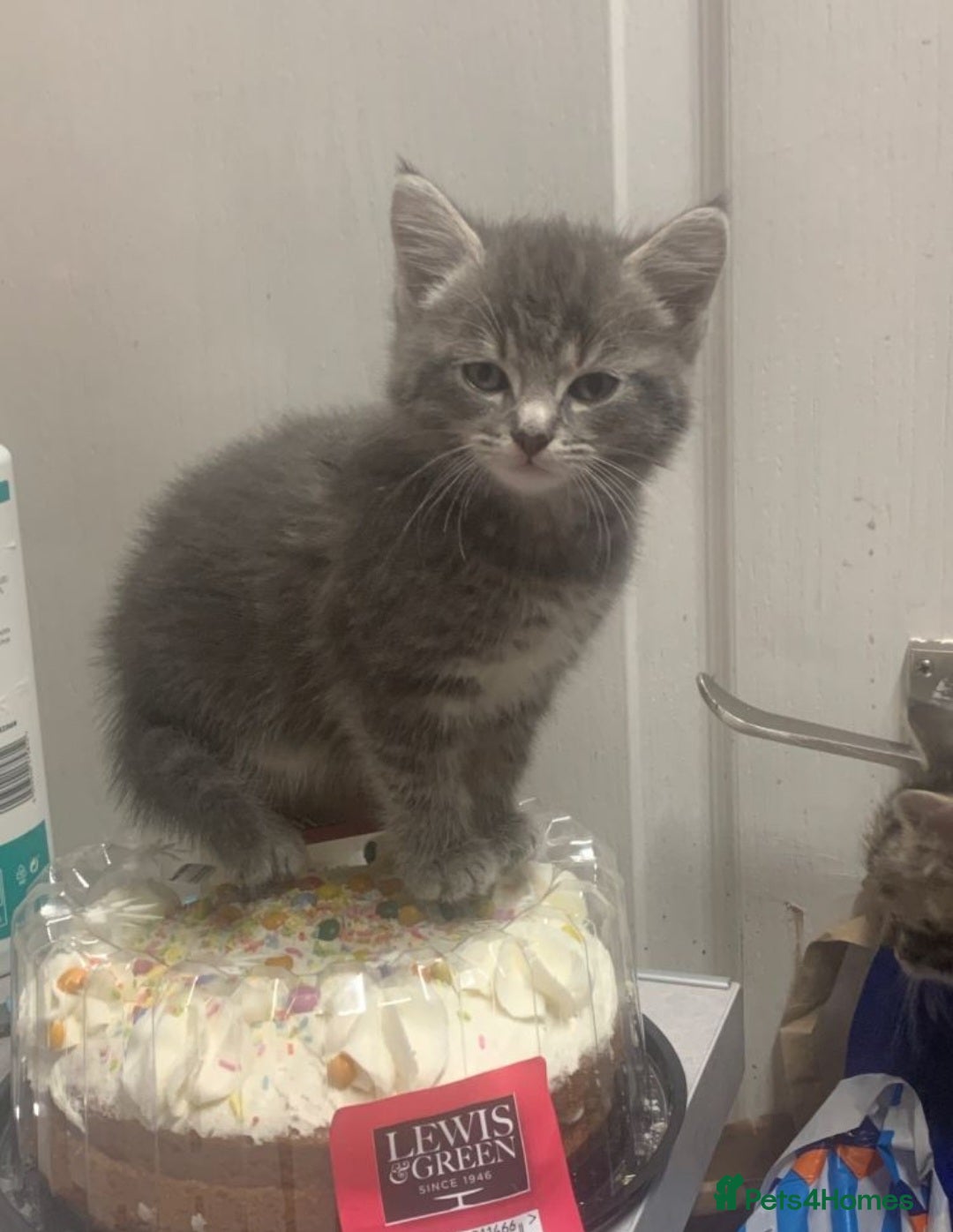 Mixed Breed cats for sale: BSH cross Ragdoll kittens - Advert 2