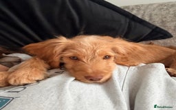 Cocker Spaniel dogs for sale: ⭐️Golden Cocker Girl⭐️ - Advert 6