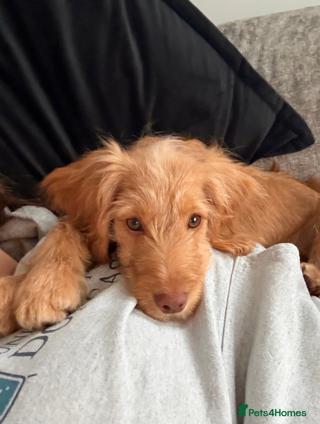 Cocker Spaniel dogs for sale: ⭐️Golden Cocker Girl⭐️ - Advert 6