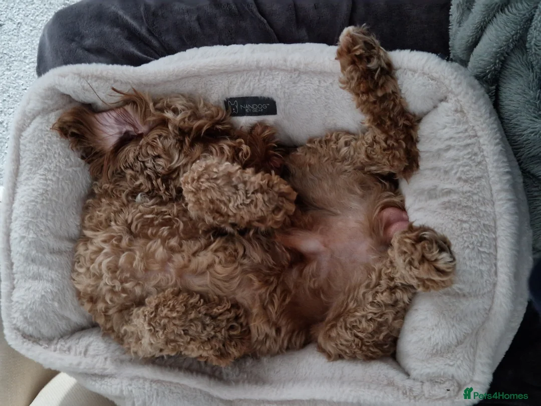 Cockapoo dogs for stud: F1b Red Proven Cockapoo DNA Tested F/F for Stud  in Coventry - Advert 7