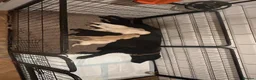 Labrador Retriever dogs for sale: Beautiful Show/working Labrador puppies  - Advert 1