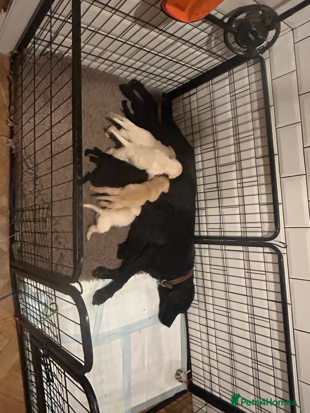 Labrador Retriever dogs for sale: Beautiful Show/working Labrador puppies  - Advert 1