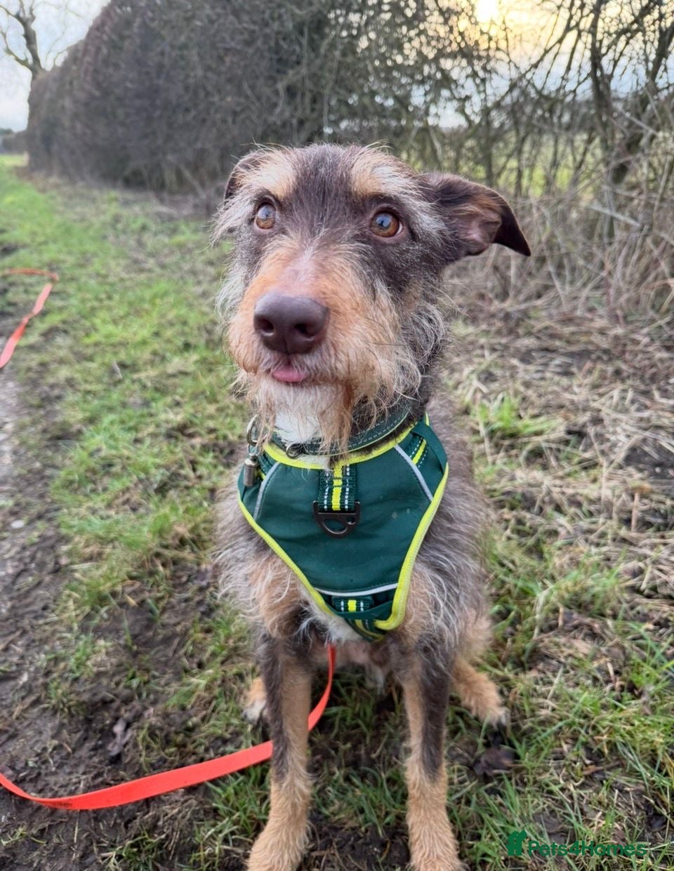 Mixed Breed dogs  URGENT 🚨 THREATS TO PUT TO SLEEP - Advert 22