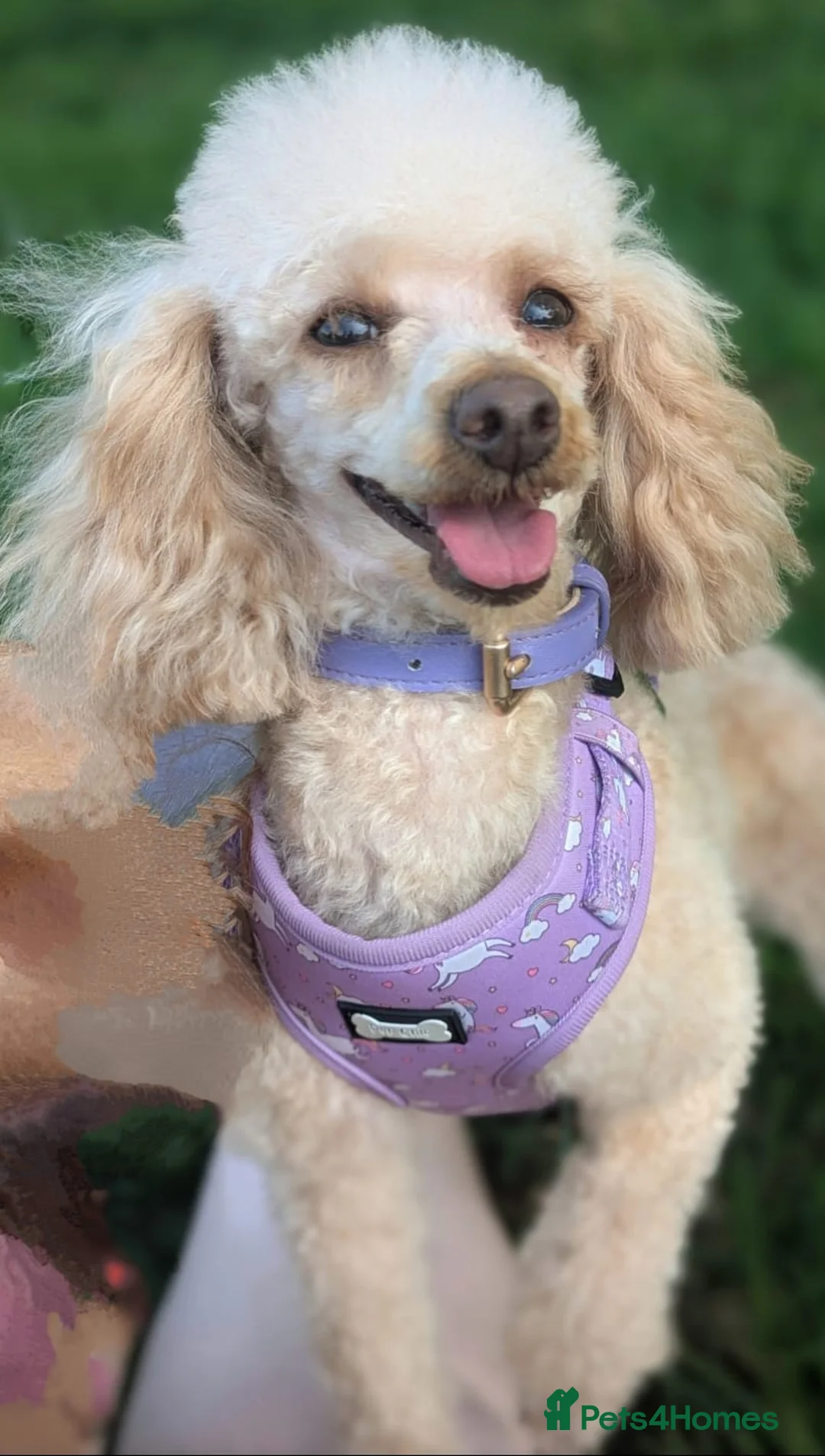 Toy Poodle dogs for sale: Red Toy Poodle girl 1 year 1 month - Advert 11