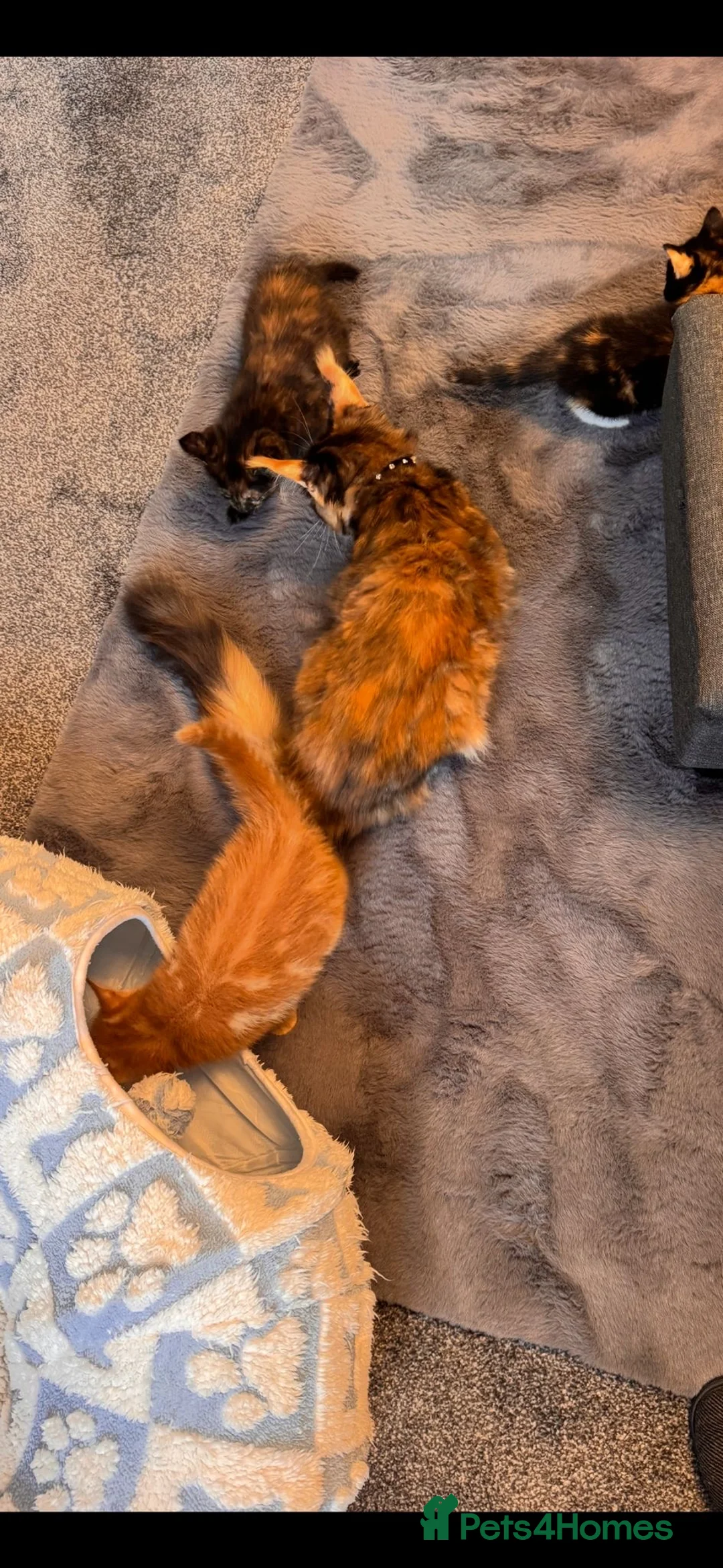 Mixed Breed cats for sale: Stunning Kittens – 9 Weeks – Ready Now - Advert 1