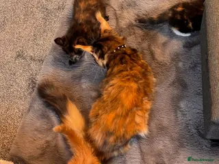 Mixed Breed cats Stunning Kittens – 9 Weeks – Ready Now - Advert 1