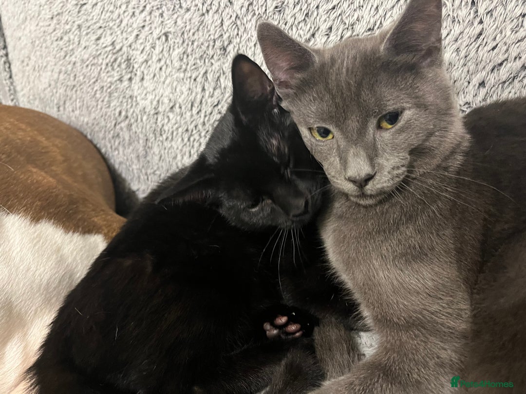 Domestic Shorthair cats for sale: 3 fluffy boys  - Image 8