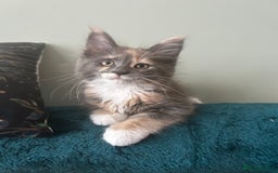 Maine Coon cats for sale: 4 LEFT! Tica registered non active mainecoons - Image 10