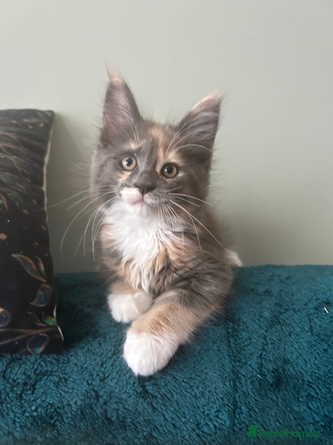 Maine Coon cats for sale: 4 LEFT! Tica registered non active mainecoons - Image 10