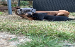 Miniature Dachshund dogs for sale: Miniature Dachshund Pups  in Banbury - Image 30