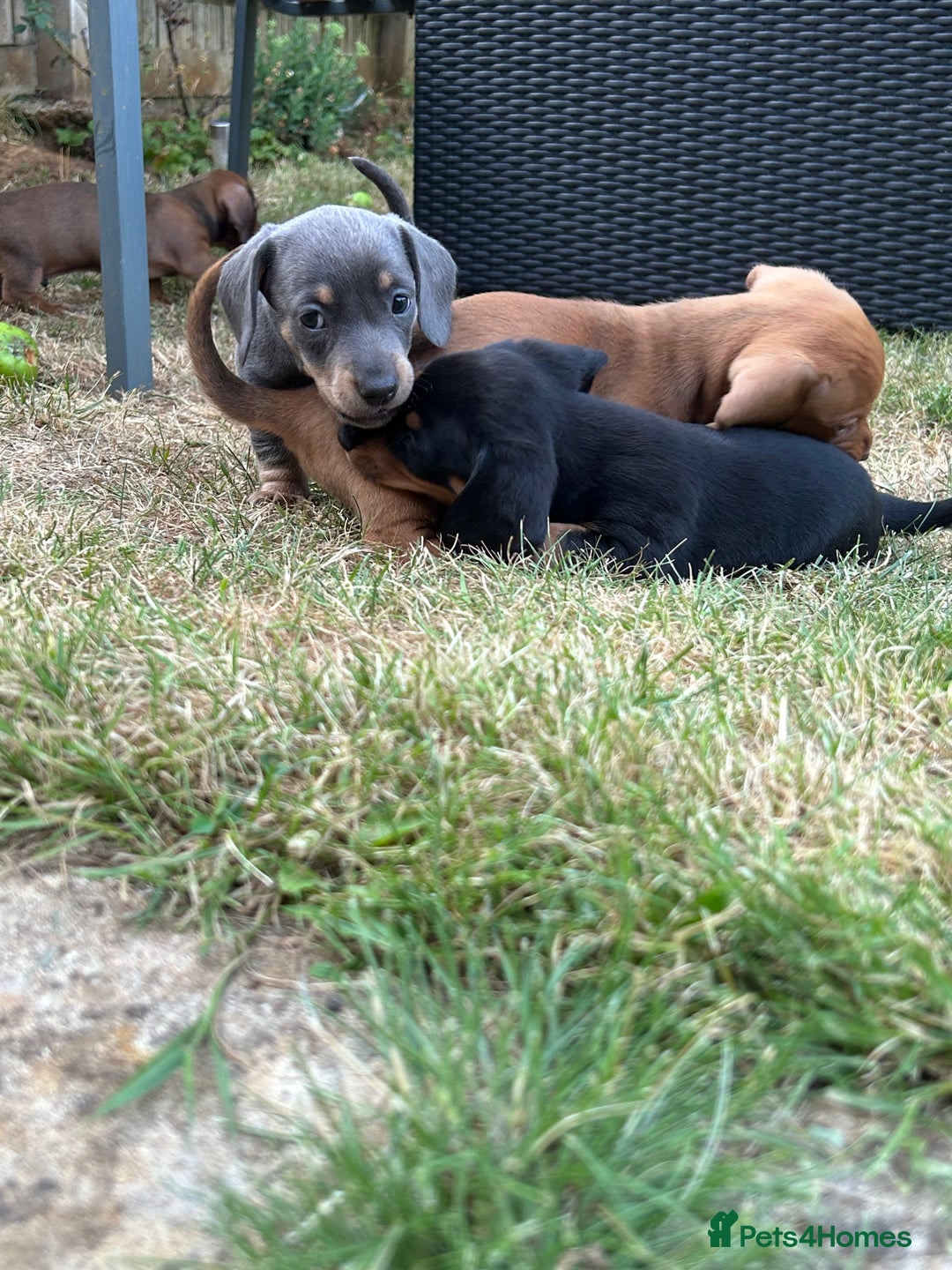 Miniature Dachshund dogs for sale: Miniature Dachshund Pups  in Banbury - Image 30