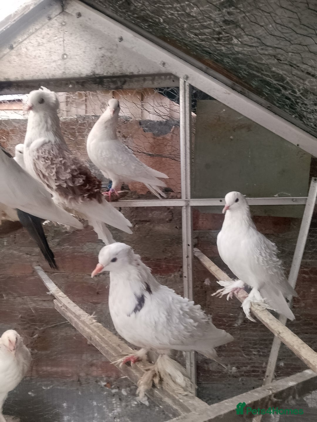 Pigeons birds for sale: Pigeon for sale - Image 5