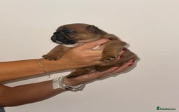 French Bulldog dogs for sale: Fully kc registered French bulldog female 4 weeks  - Image 5