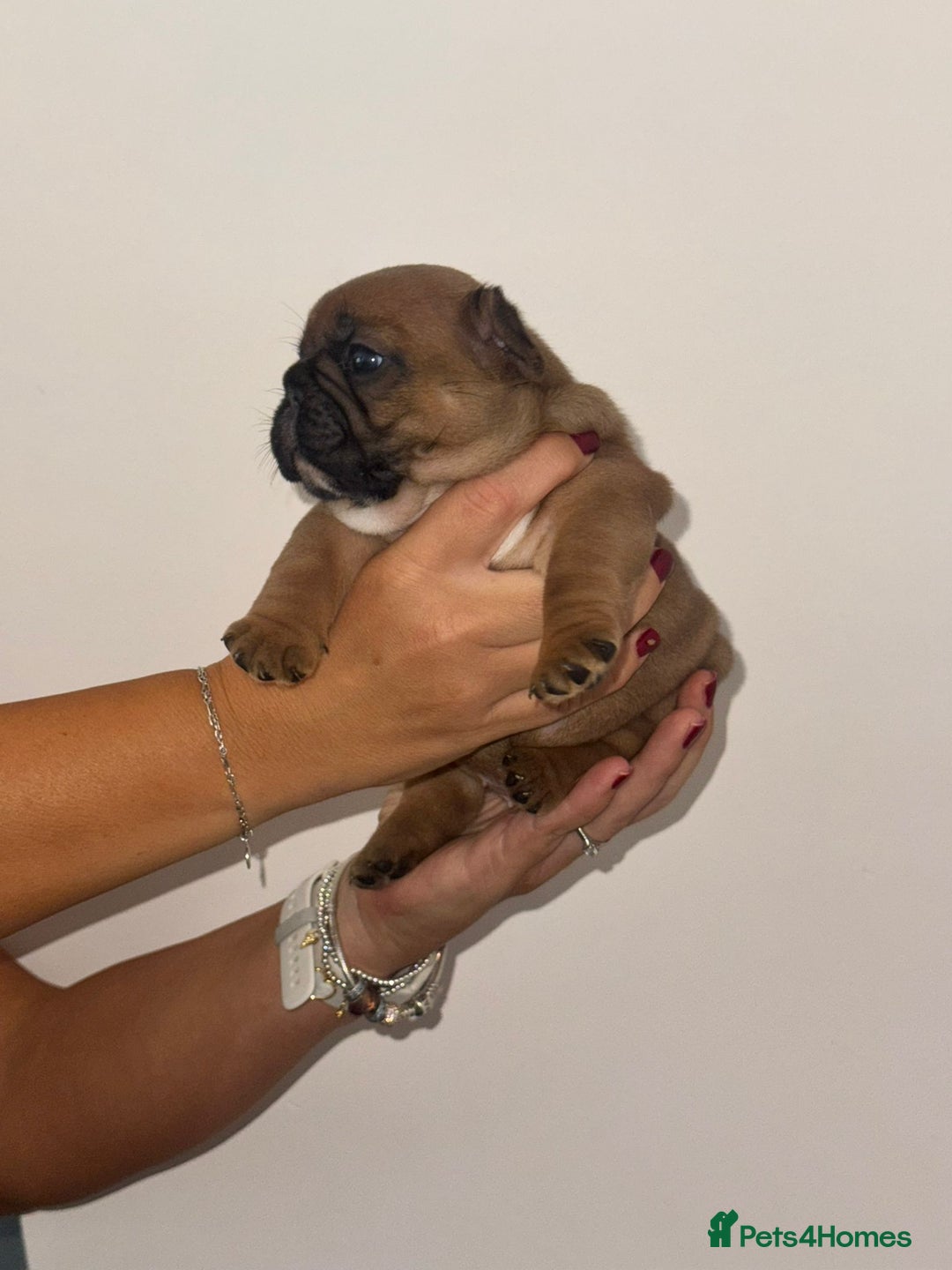 French Bulldog dogs for sale: Fully kc registered French bulldog female 4 weeks  - Image 5