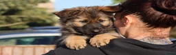 German Shepherd dogs for sale: German shepherd puppies working line - Advert 5