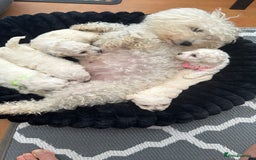 Bichon Frise dogs for sale: Adorable Bichon Frisée Puppies for sale  - Image 11