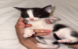 Domestic Shorthair cats for sale: Beautiful kittens for sale - Image 3