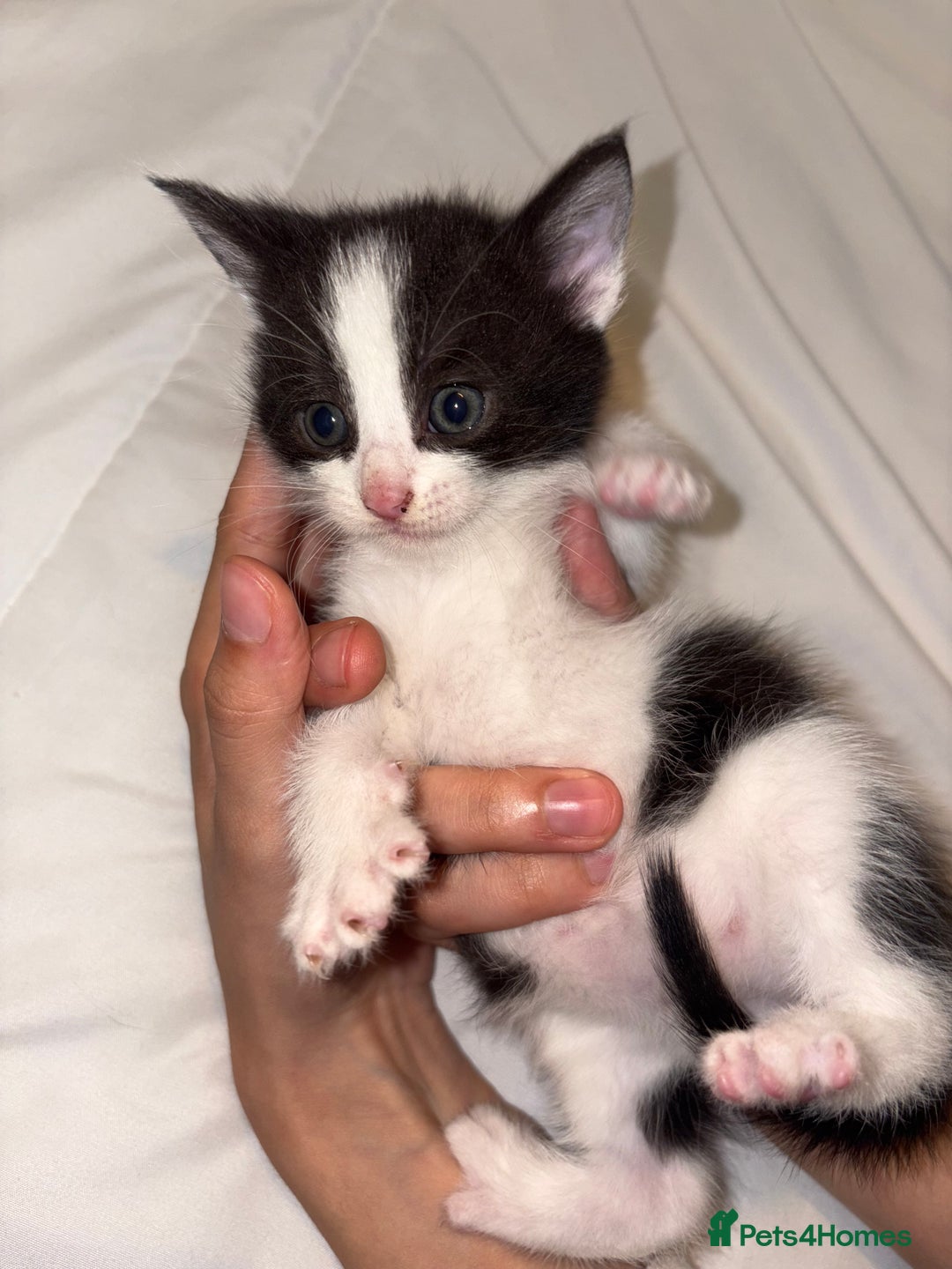 Domestic Shorthair cats for sale: Beautiful kittens for sale - Image 3