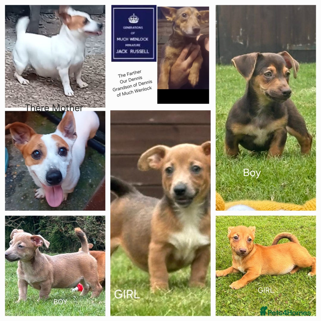 Jack Russell dogs for sale: rare coloured jack russel terriers - Image 1