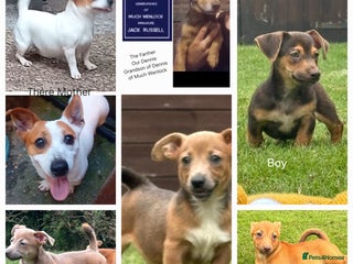 Jack Russell dogs - Advert 17