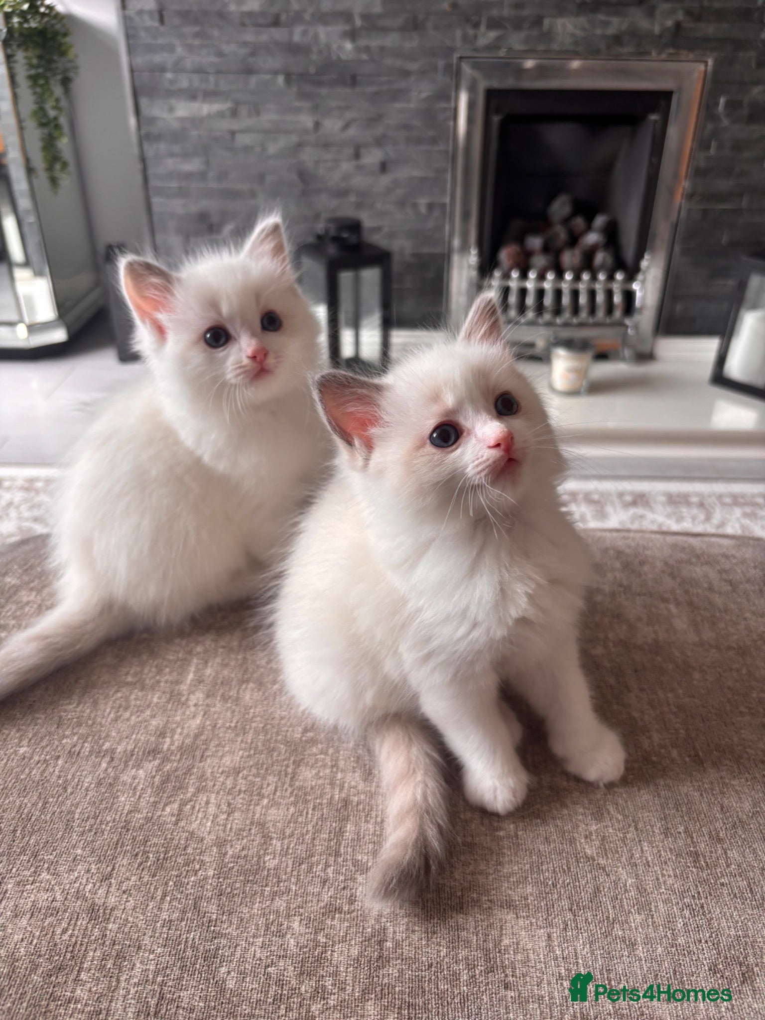 Ragdoll cats Ragdoll Kitten  - Advert 1