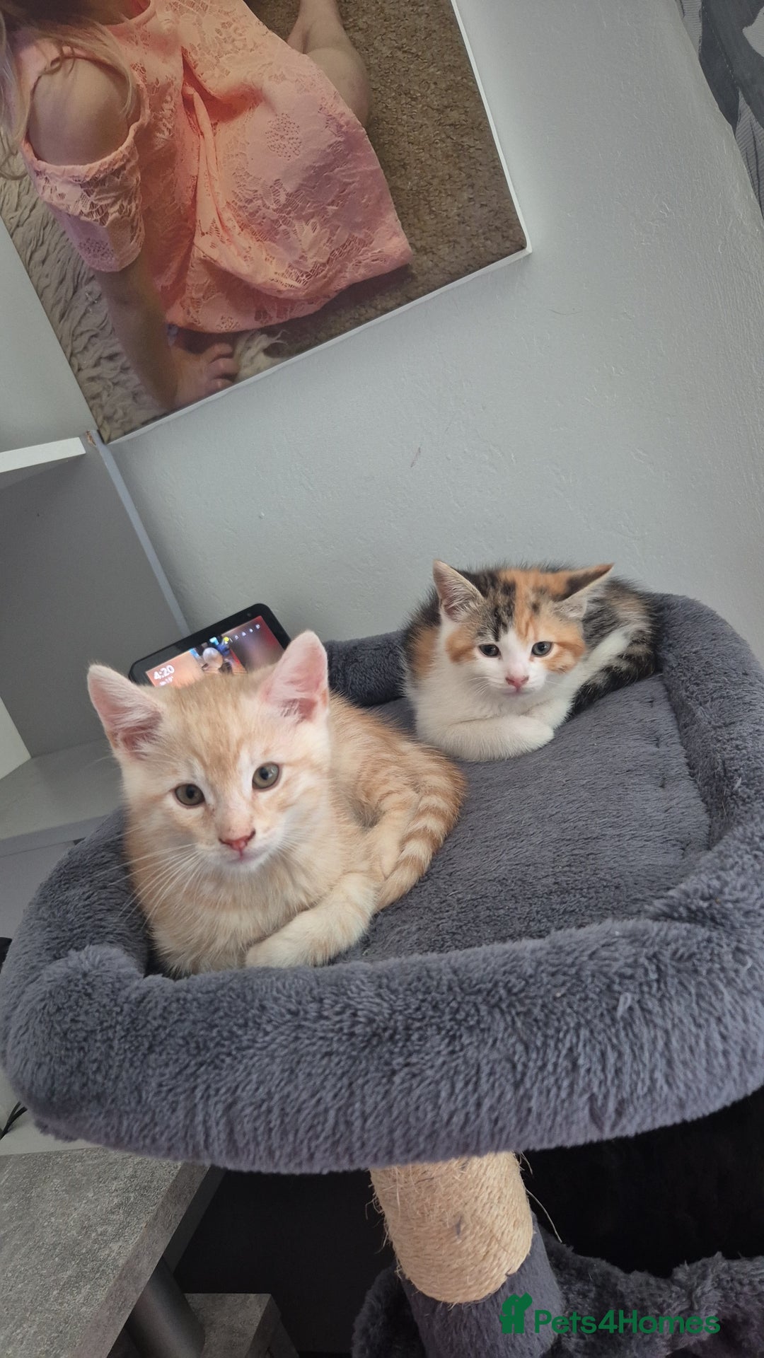 British Longhair cats for sale: **Reduced** Half maine coon kittens - Image 3