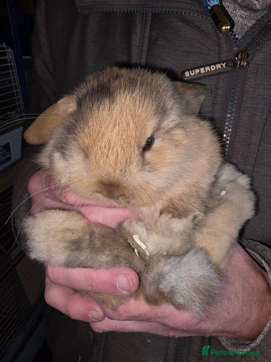 Mini Lop rabbits for sale: Pedigree mini lop bunnies - Advert 1