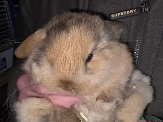 Mini Lop rabbits Pedigree mini lop bunnies - Advert 15