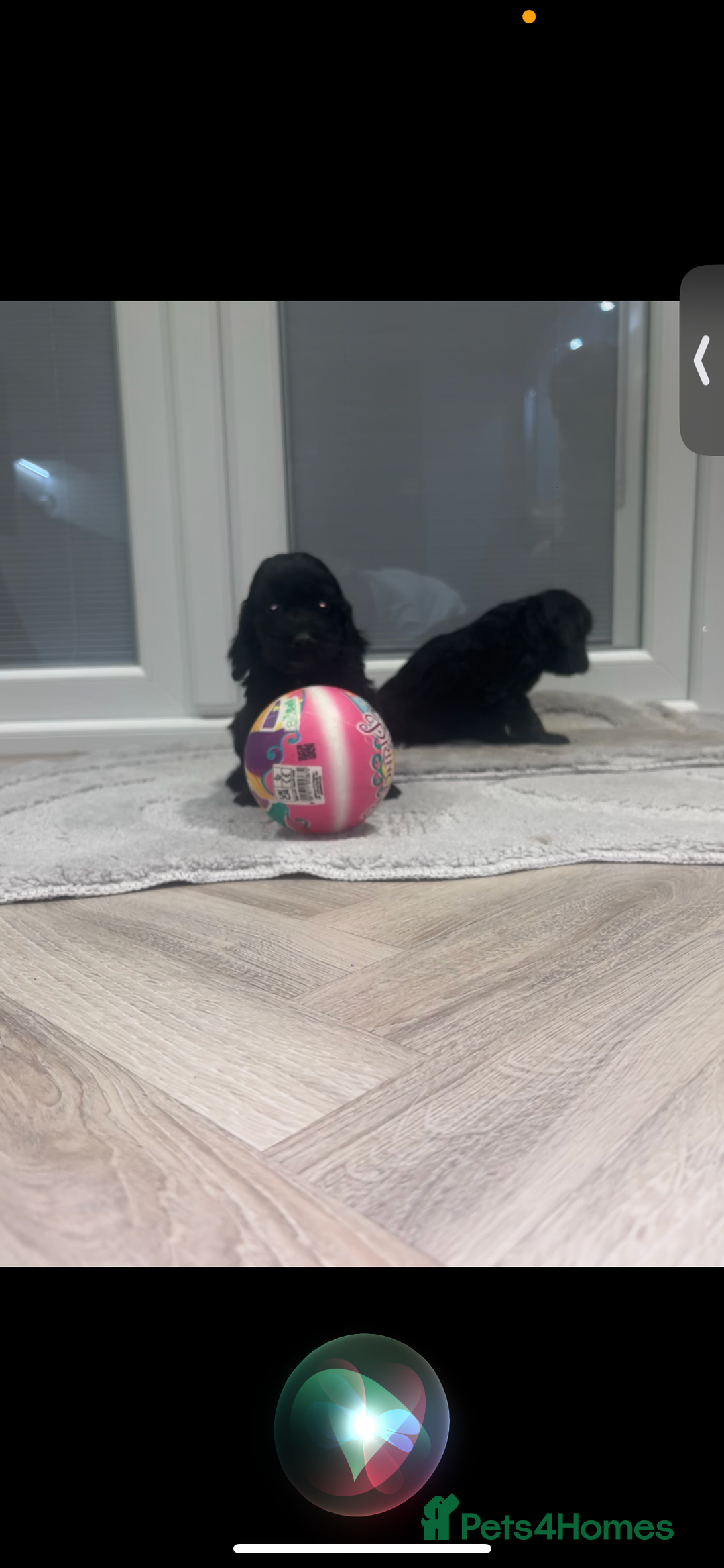 Cockapoo dogs for sale: F1 cockapoo puppies  - Advert 4