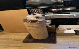 Ragdoll cats for sale: Beautiful Ragdoll kittens  - Image 16
