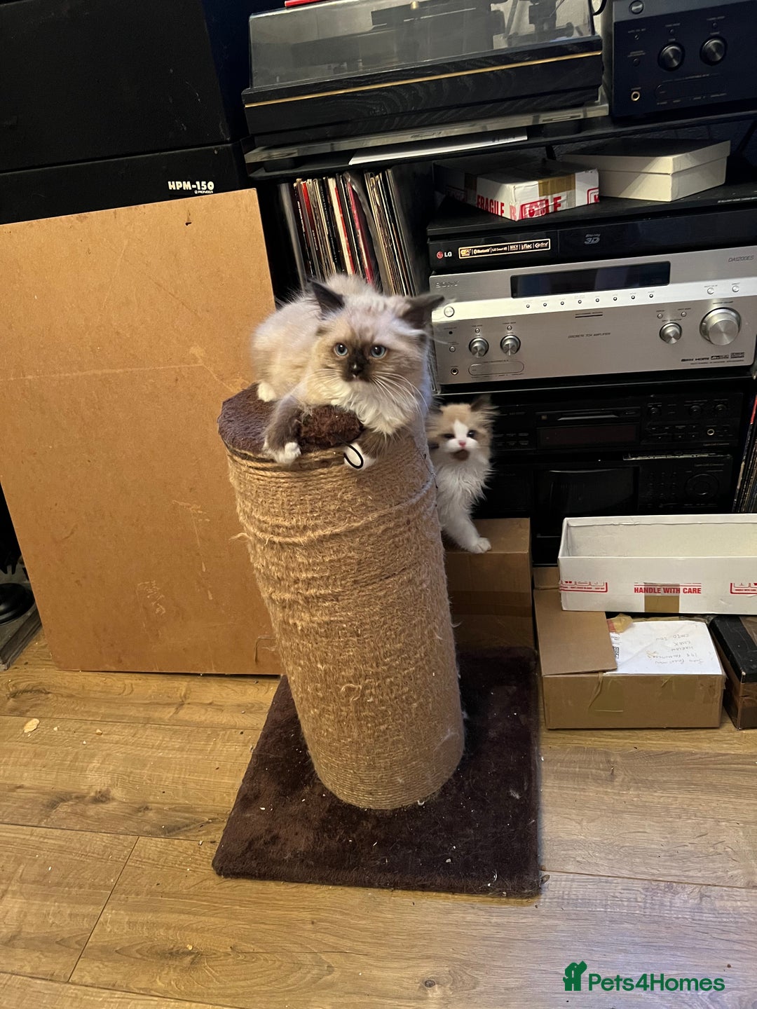 Ragdoll cats for sale: Beautiful Ragdoll kittens  - Image 16
