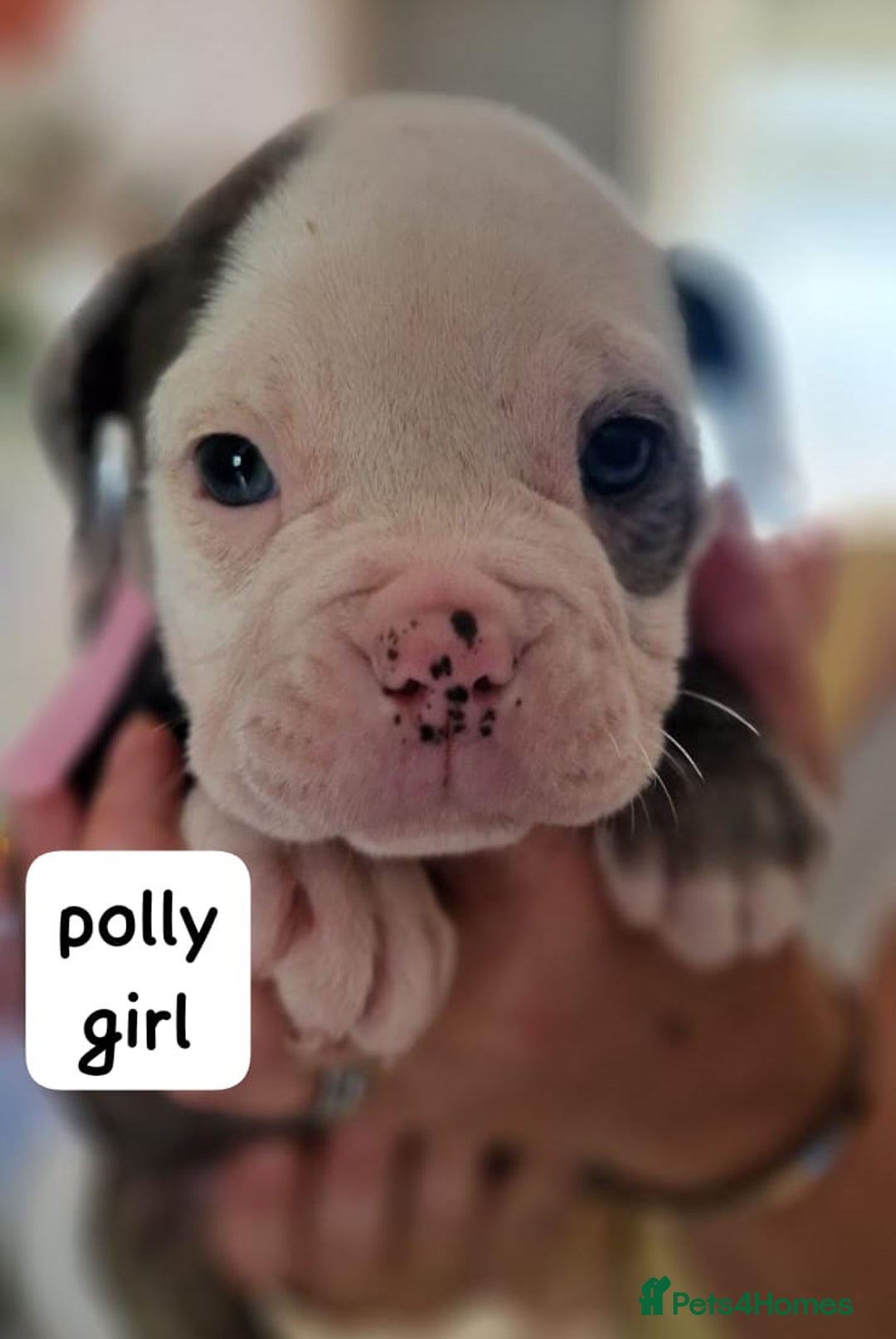 English Bulldog dogs for sale: Olde English bulldog puppies  - Image 17