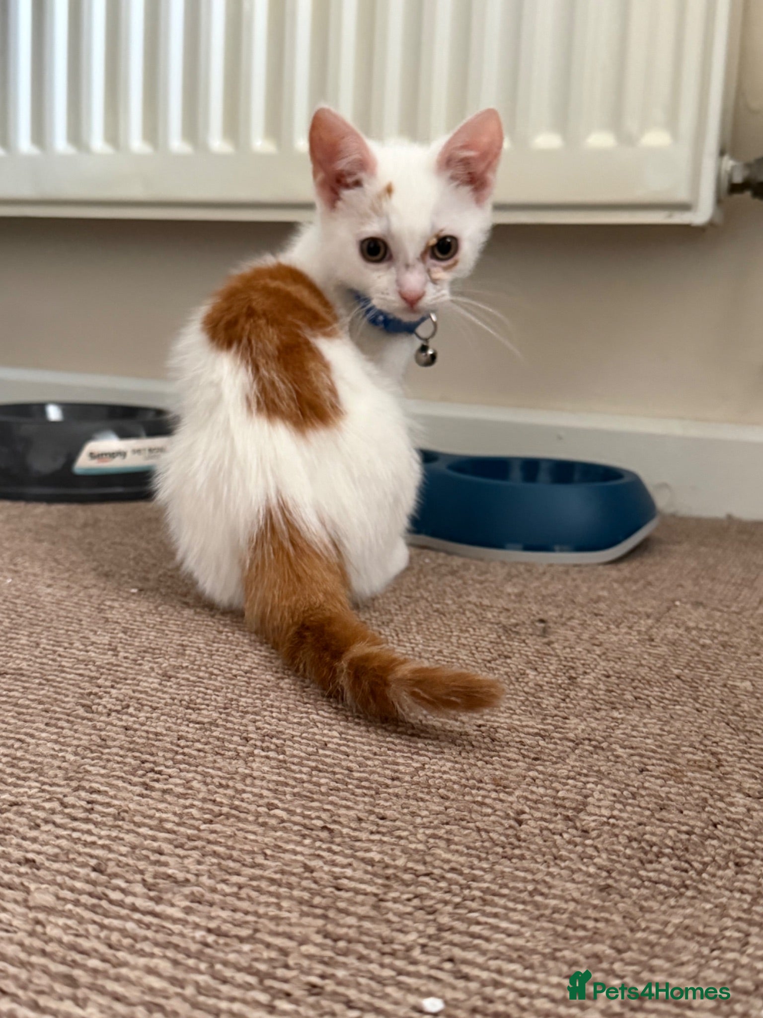 Mixed Breed cats Triffid (URGENT) - Advert 3
