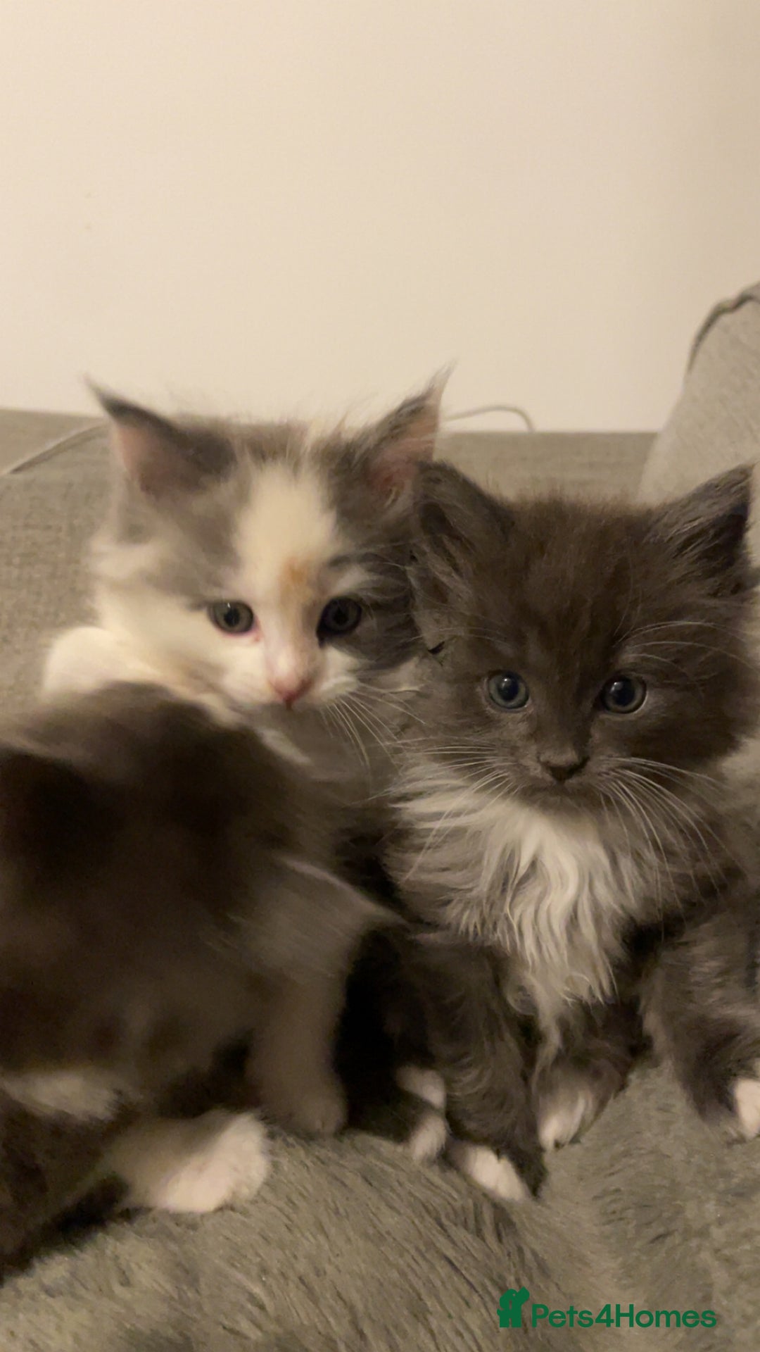 Ragdoll cats for sale: 4 maincoon x ragdoll kittens - Advert 29