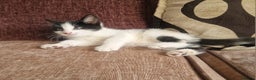 Mixed Breed cats for sale: Beautiful BSH x ragdoll  - Advert 3