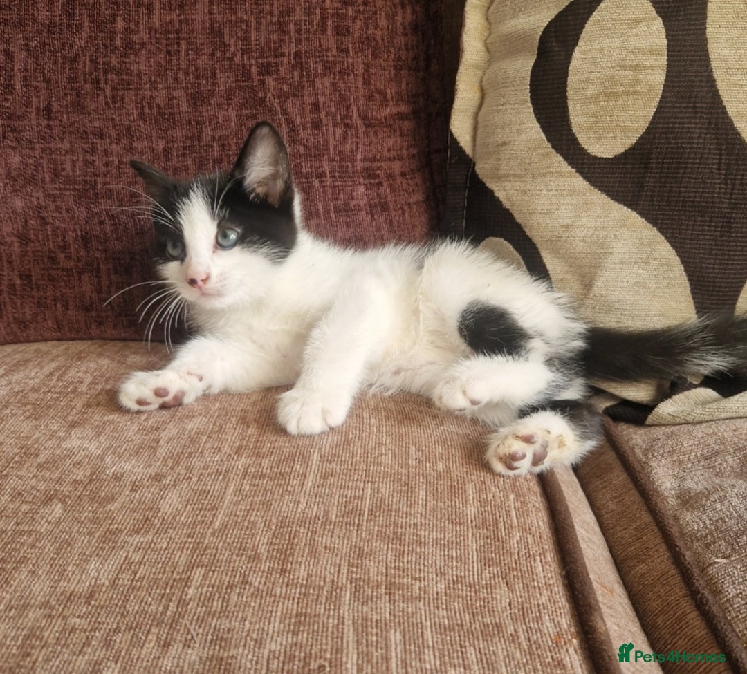 Mixed Breed cats for sale: Beautiful BSH x ragdoll  - Advert 3