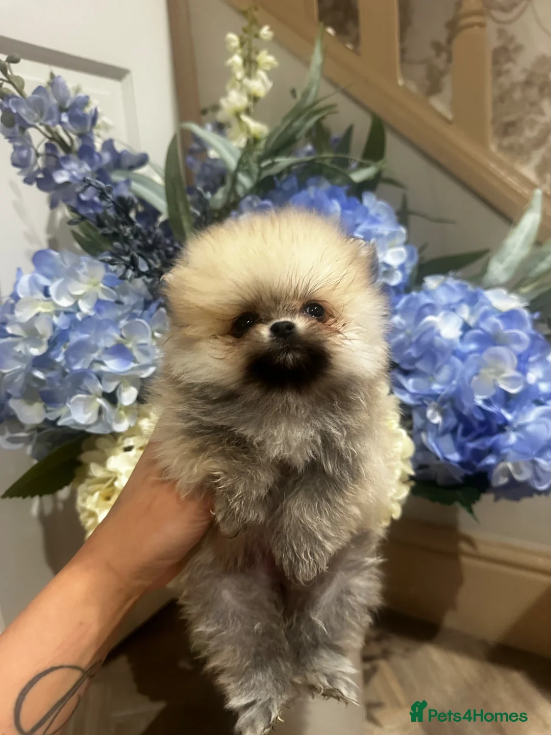 Pomeranian dogs for sale: 💎TeddyBear Pomeranians💎 in Bishop Auckland - Advert 2