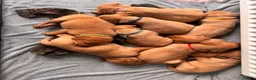 Labrador Retriever dogs for sale: Labrador puppies  - Advert 3