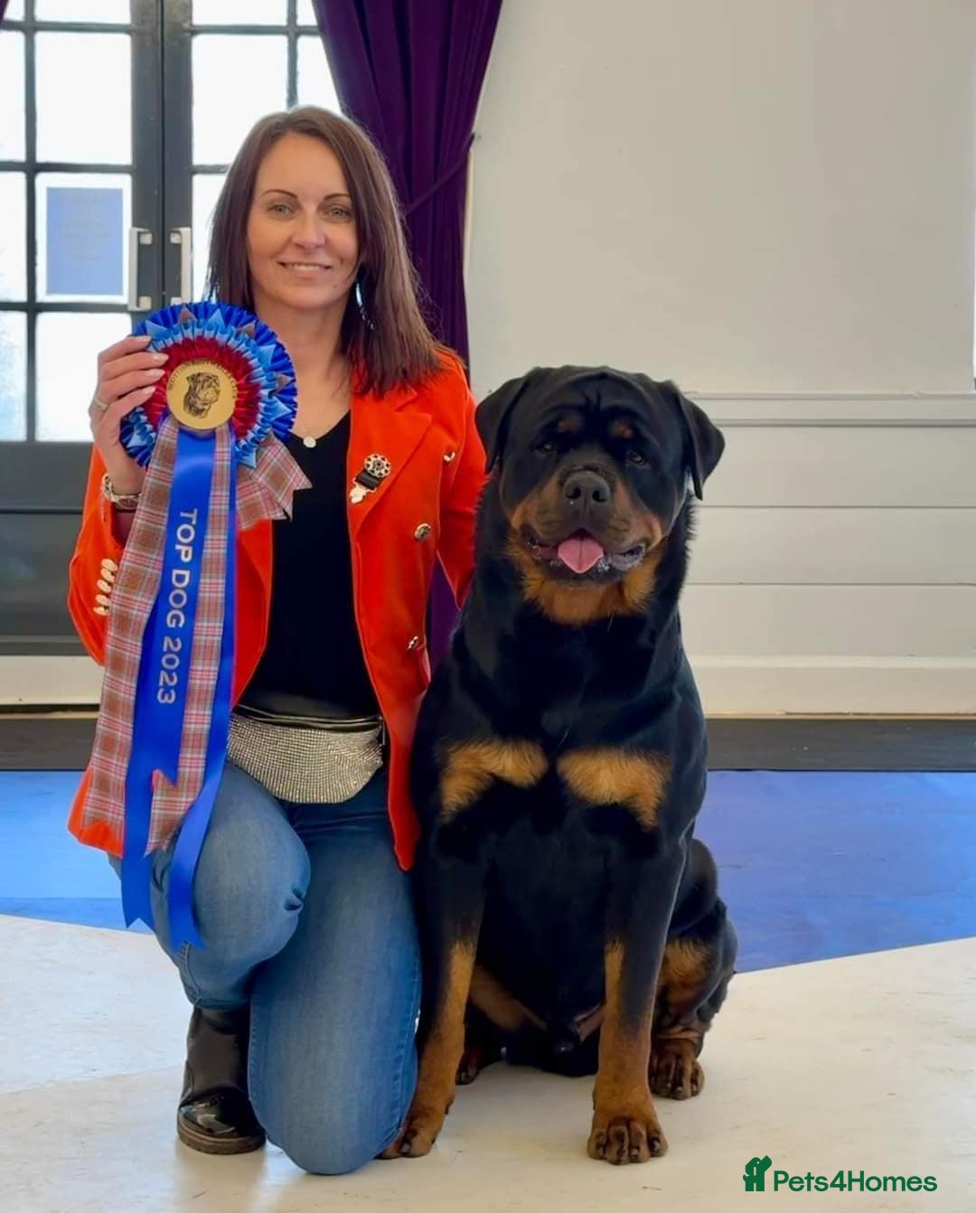 Rottweiler dogs CH Kayshillblue Zeus of Lorayla JW  in Motherwell - Advert 7