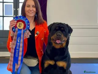 Rottweiler dogs CH Kayshillblue Zeus of Lorayla JW in Motherwell - Advert 7