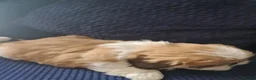 Shih Tzu dogs for sale: Beautiful shihtzu puppies 4 boys. - Advert 7