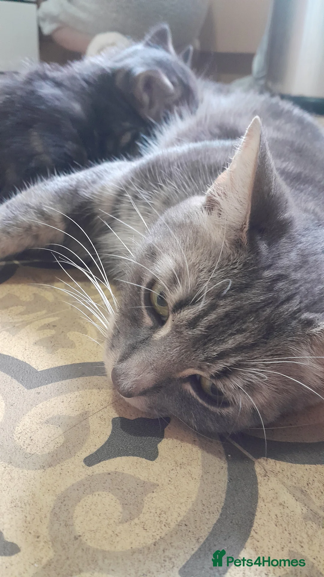 Mixed Breed cats for sale: 3 Beautiful kittens for sale  - Advert 13